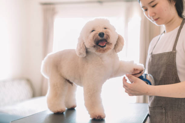 Pet Grooming